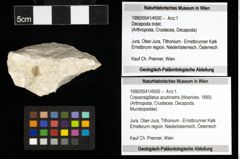 Foto (Objekt + Etiketten) von Cracensigillatus acutirostris (Moericke, 1889) 